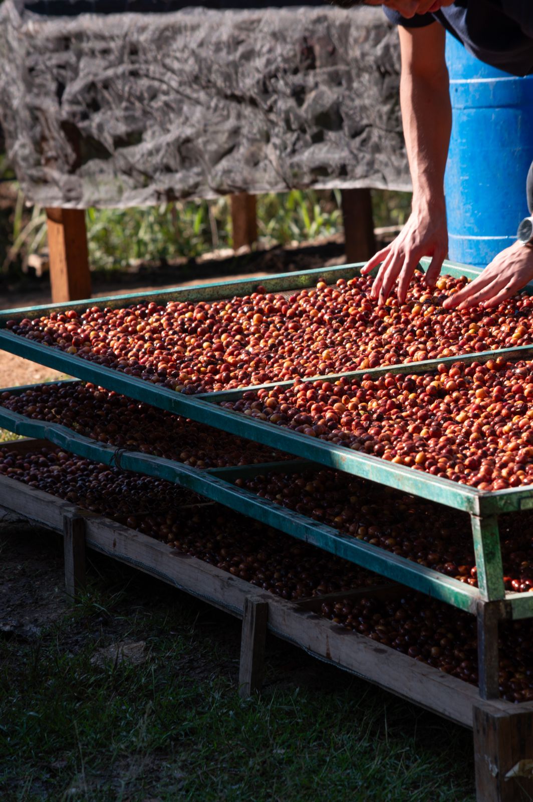 Sierra y pueblo cafetero, origen de Cautivo