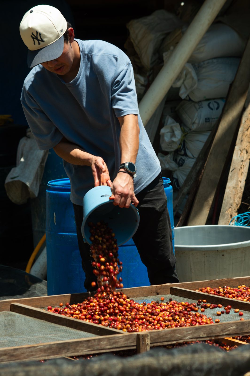 Vertido de cerezas de café sobre las camas de secado